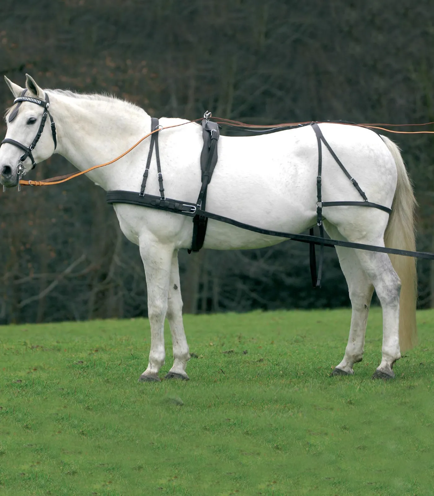 STAR Fahrsport>Einspänner Geschirr Economic, VB und WB