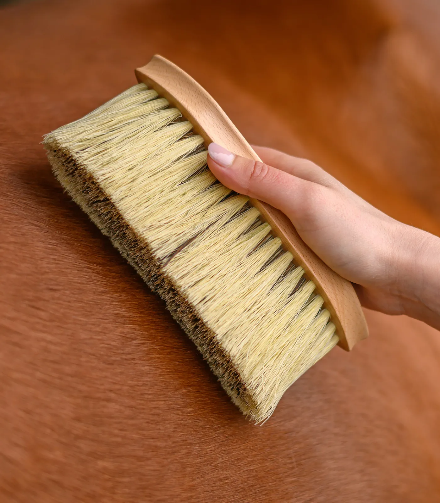 Waldhausen Putzzeug>Exclusive Line Fellbürste