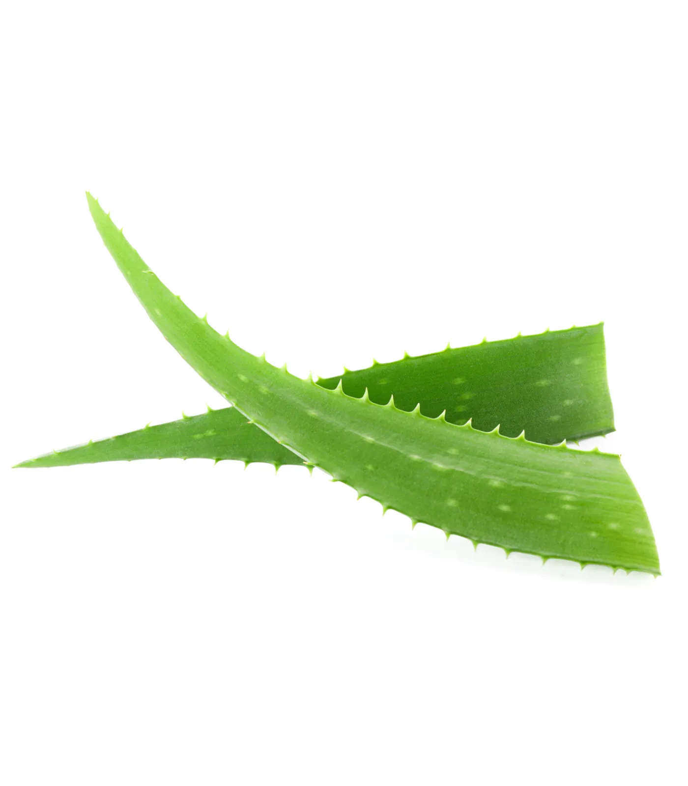 Waldhausen Fell, Mähne & Haut>Fell- und Mähnenspray mit Aloe Vera, 2500 ml