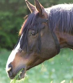 Waldhausen Pony & Shetty|Fliegenmasken Und -Fransen></noscript>Fliegenfransen mit Kopfteil