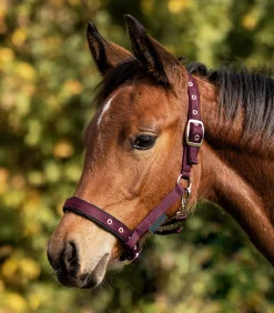 Waldhausen Fohlen|Halfter><noscript><img width=