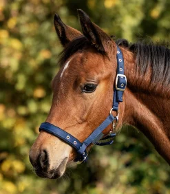 Waldhausen Fohlen|Halfter><noscript><img width=