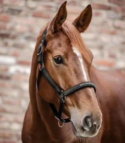 Waldhausen Pony & Shetty|Halfter><noscript><img width=