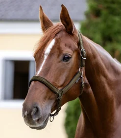 Waldhausen Pony & Shetty|Halfter><noscript><img width=