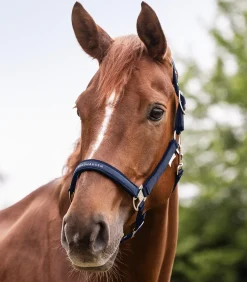 Waldhausen Pony & Shetty|Halfter><noscript><img width=