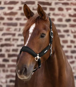 Waldhausen Halfter><noscript><img width=