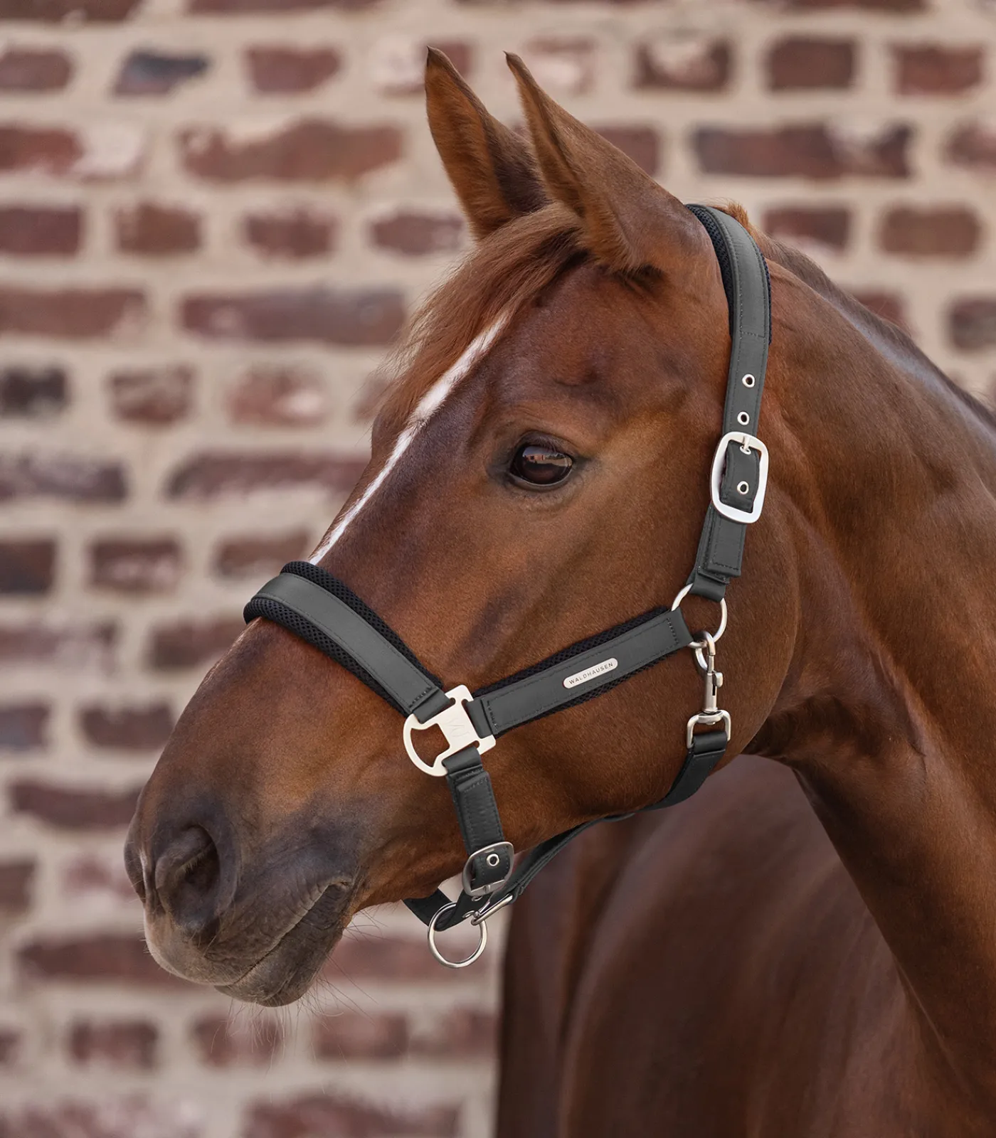 Waldhausen Halfter>Halfter Breath