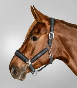 Waldhausen Halfter><noscript><img width=