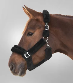 Waldhausen Transport|Pony & Shetty></noscript>Halfter Cozy