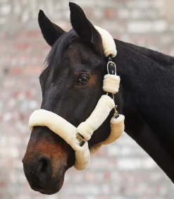 Waldhausen Transport|Pony & Shetty></noscript>Halfter Cozy