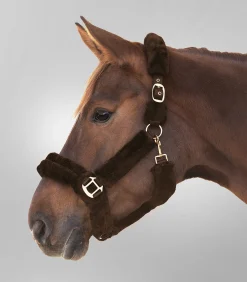 Waldhausen Transport|Pony & Shetty></noscript>Halfter Cozy