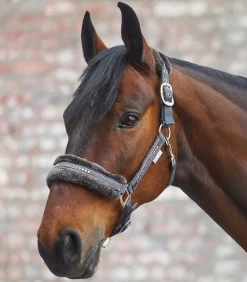 Waldhausen Pony & Shetty|Halfter></noscript>Halfter Elegant