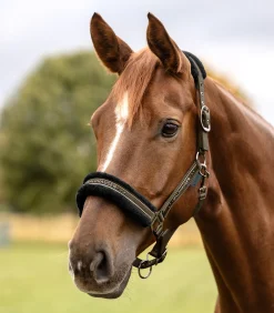 Waldhausen Pony & Shetty|Halfter></noscript>Halfter Elegant