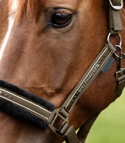 Waldhausen Pony & Shetty|Halfter></noscript>Halfter Elegant