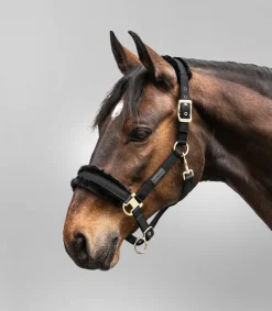 Waldhausen Halfter></noscript>Halfter Exclusive