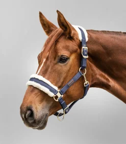 Waldhausen Halfter></noscript>Halfter Exclusive