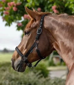 Waldhausen Pony & Shetty|Halfter></noscript>Halfter Gloomy