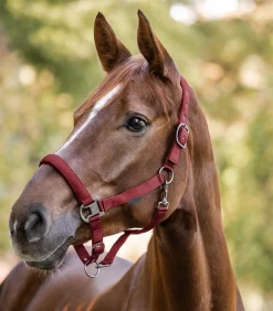 Waldhausen Pony & Shetty|Halfter></noscript>Halfter Gloomy