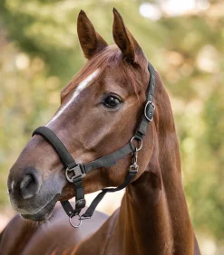 Waldhausen Pony & Shetty|Halfter></noscript>Halfter Gloomy