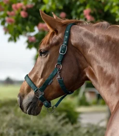 Waldhausen Pony & Shetty|Halfter></noscript>Halfter Gloomy