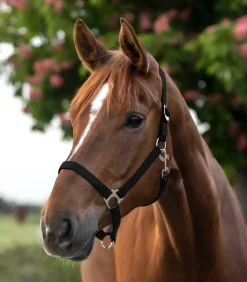 Waldhausen Pony & Shetty|Halfter><noscript><img width=