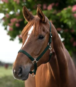 Waldhausen Pony & Shetty|Halfter><noscript><img width=