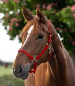 Waldhausen Pony & Shetty|Halfter><noscript><img width=