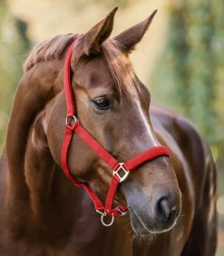 Waldhausen Halfter><noscript><img width=