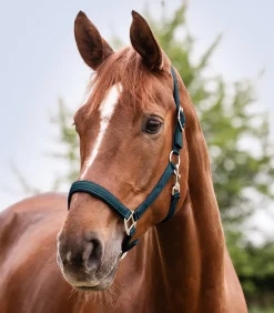 Waldhausen Halfter><noscript><img width=