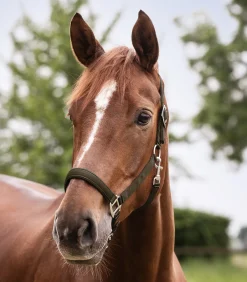 Waldhausen Halfter><noscript><img width=