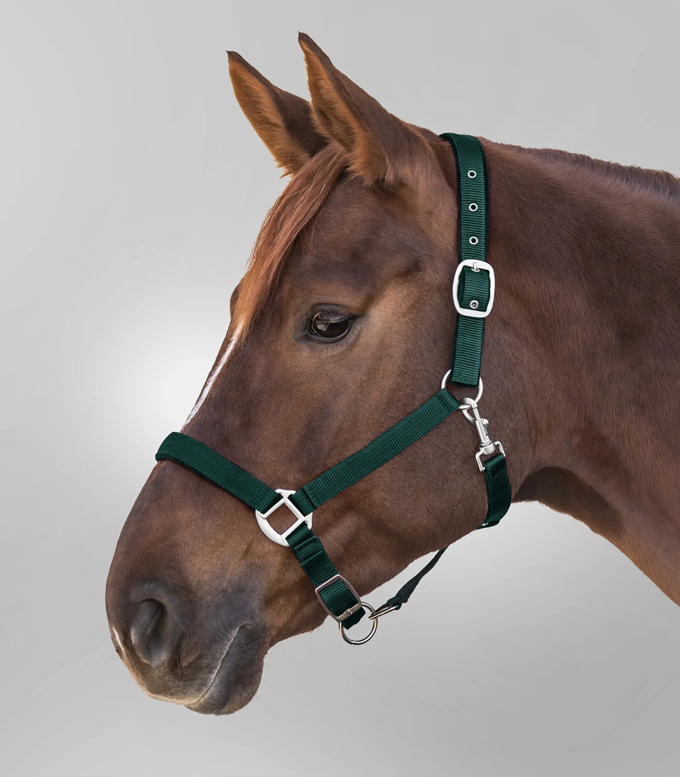 Waldhausen Halfter>Halfter Satin