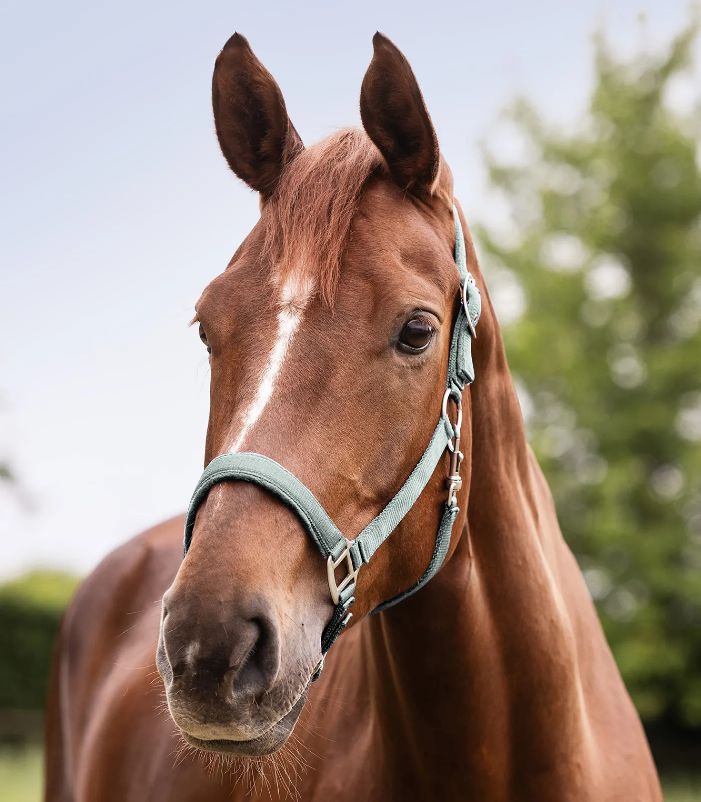 Waldhausen Halfter>Halfter Satin