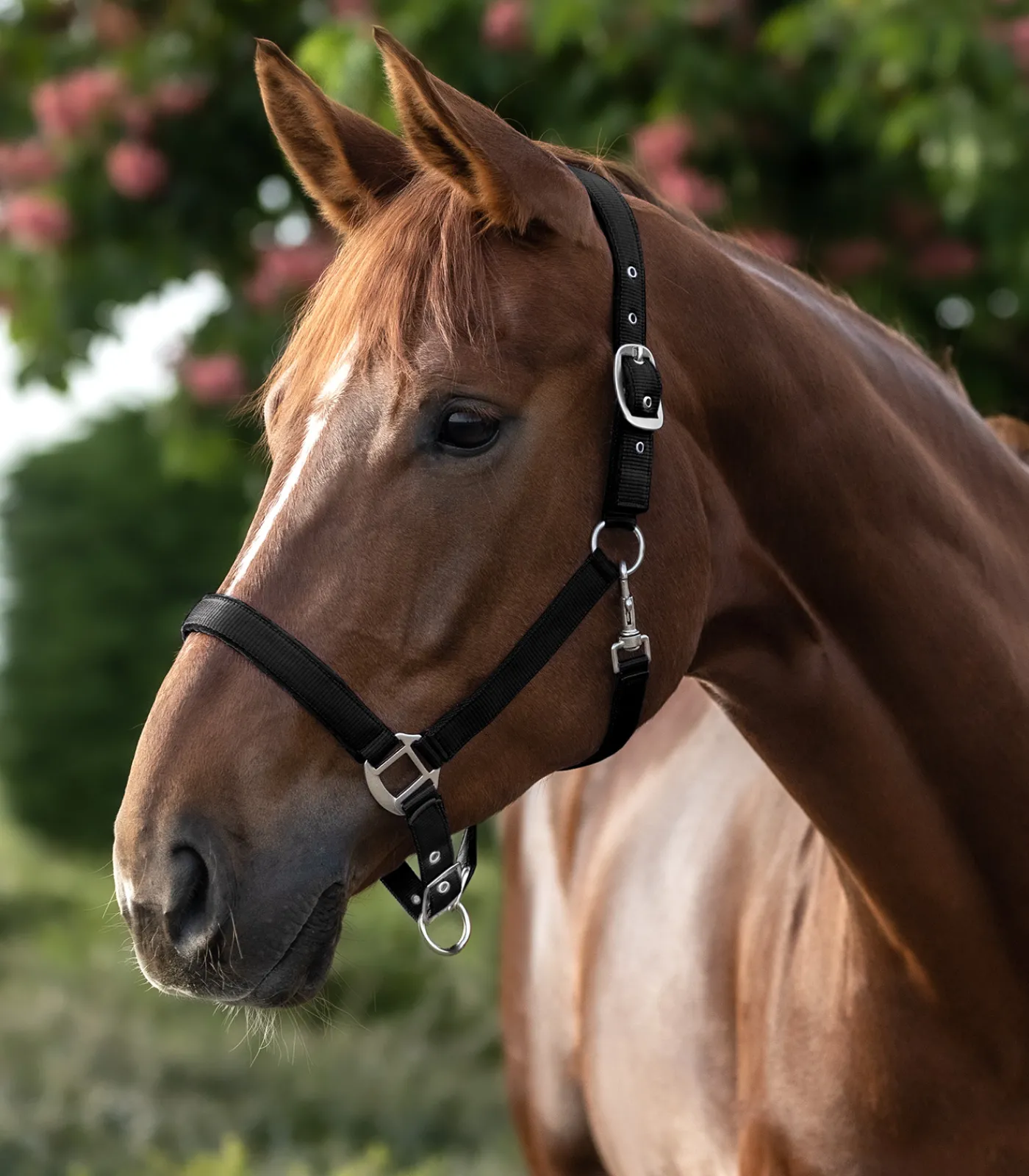 Waldhausen Halfter>Halfter Satin