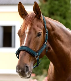 Waldhausen Halfter></noscript>Halfter Soft Touch