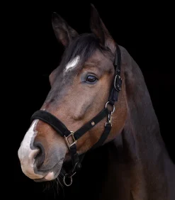 Waldhausen Halfter><noscript><img width=