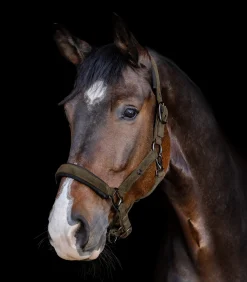 Waldhausen Halfter><noscript><img width=