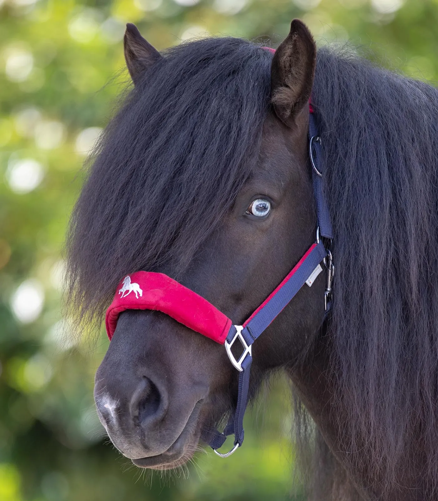 Waldhausen Island|Halfter>Island Halfter Hellnar