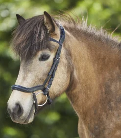 Waldhausen Island|Island Trensenzäume><noscript><img width=