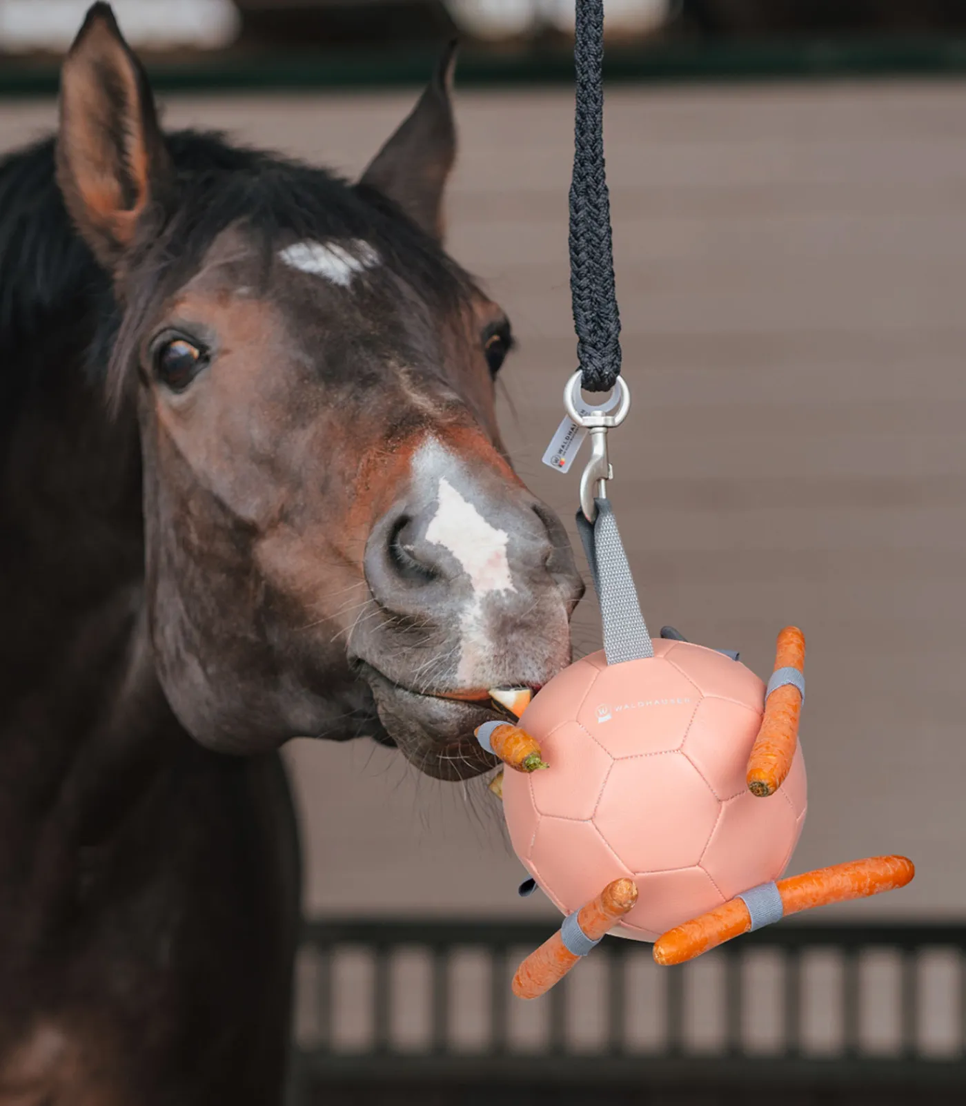 Waldhausen Pferdespielzeug & Beschäftigung>Karottenball
