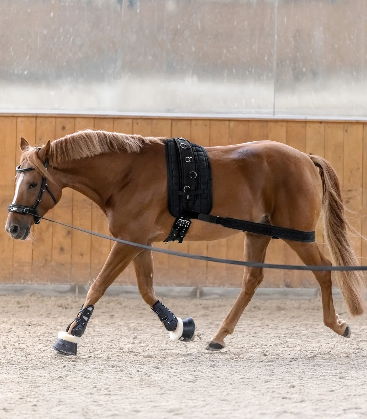 Waldhausen Weiteres Longierzubehör>Körperbandage