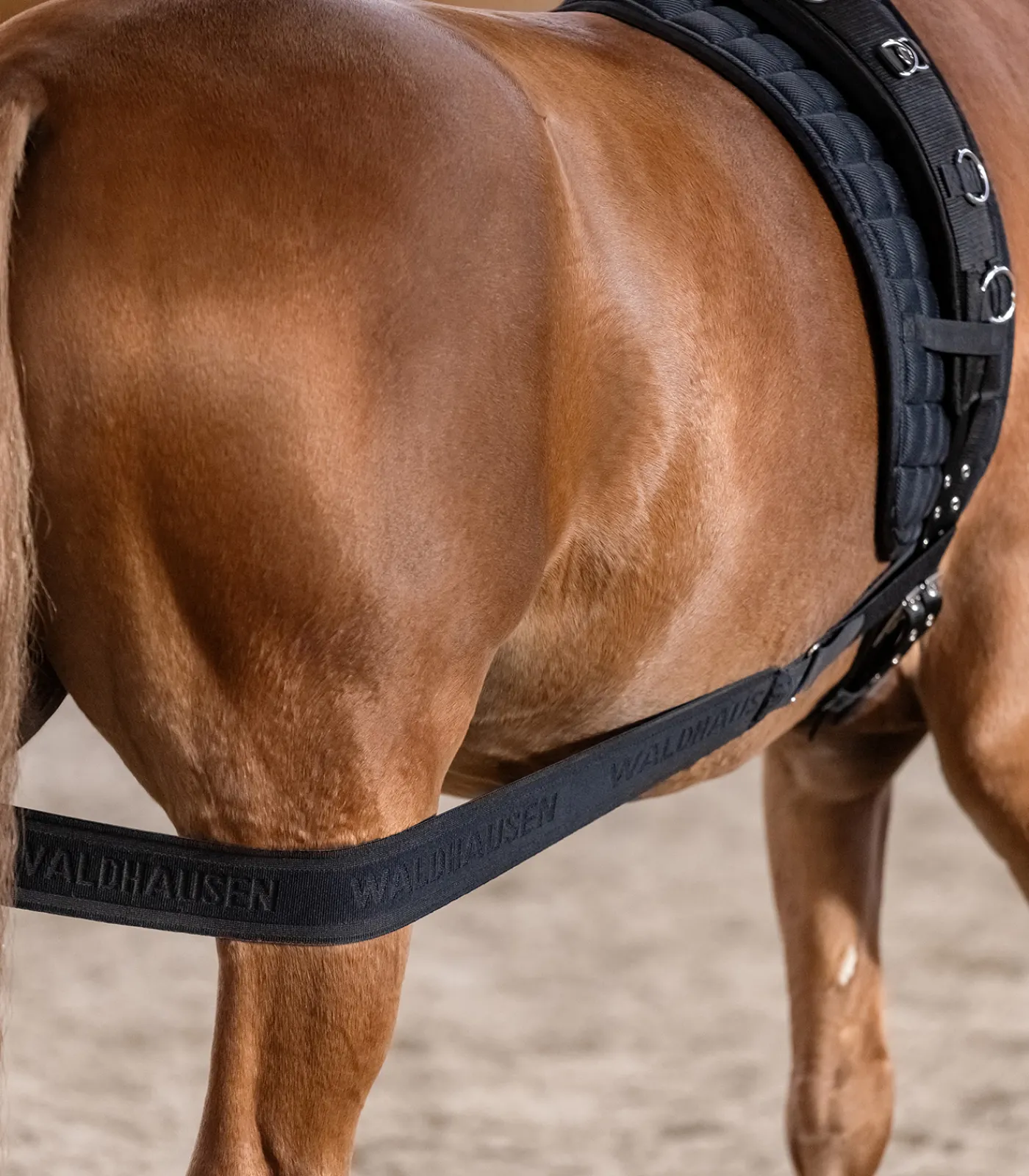 Waldhausen Weiteres Longierzubehör>Körperbandage