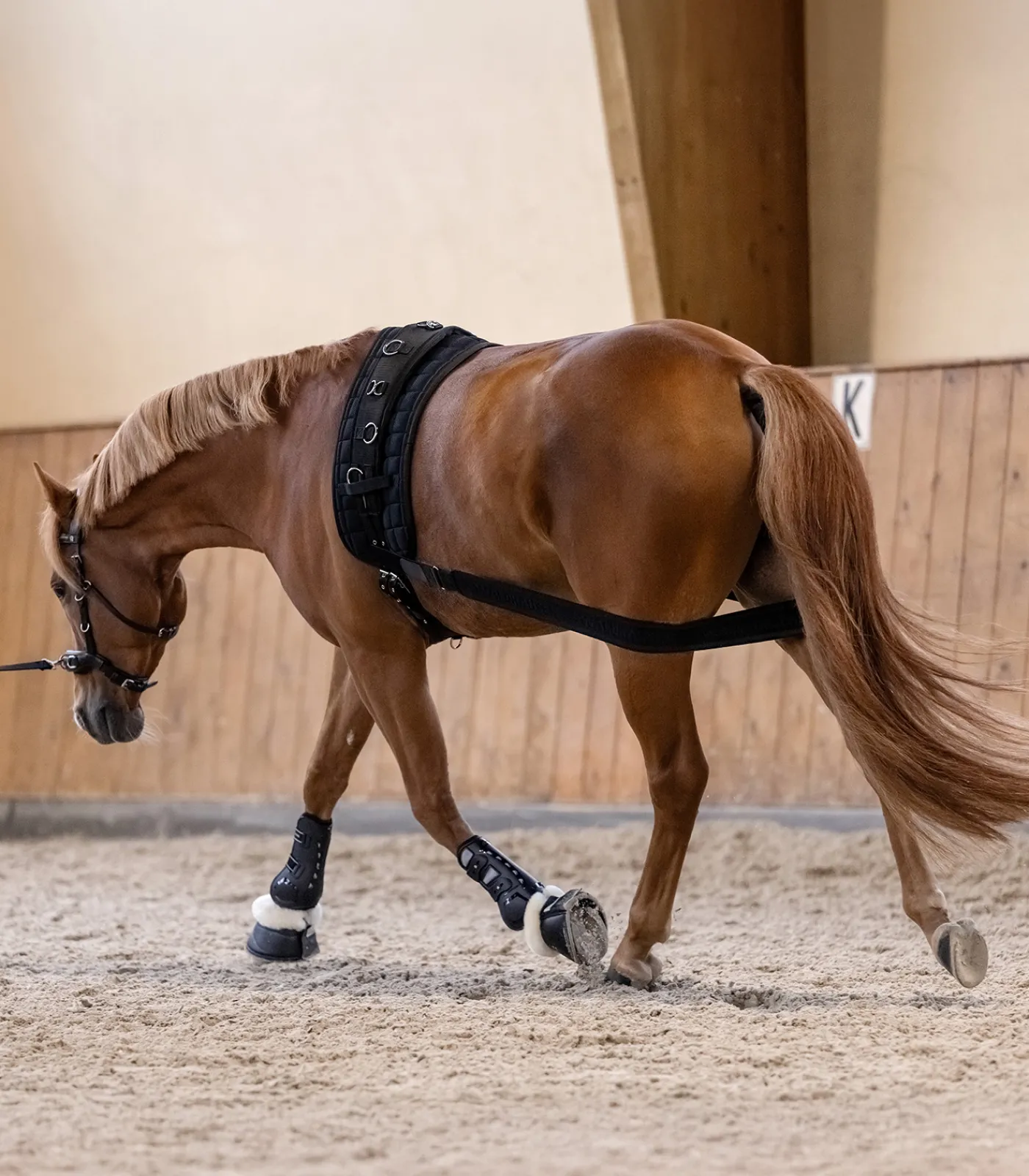 Waldhausen Weiteres Longierzubehör>Körperbandage