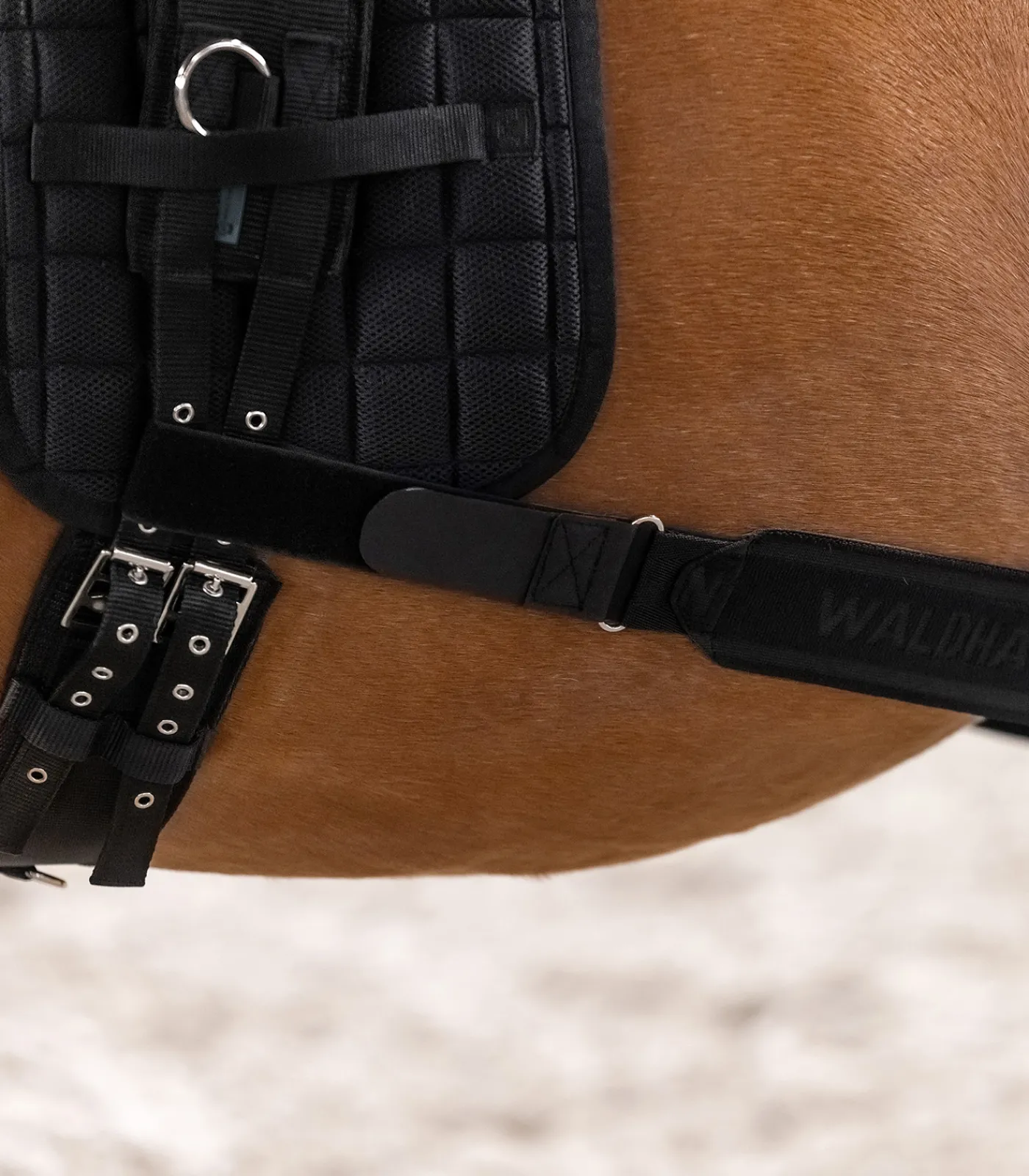 Waldhausen Weiteres Longierzubehör>Körperbandage