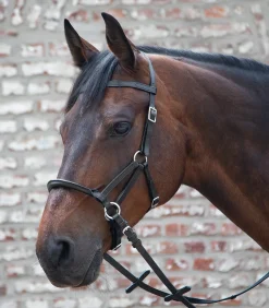 Linda Tellington-Jones Western|Pony & Shetty>Linda Tellington Jones Lindel