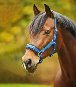 Waldhausen Pony & Shetty|Kappzäume & Longiergurte><noscript><img width=