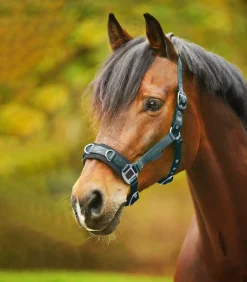 Waldhausen Pony & Shetty|Kappzäume & Longiergurte><noscript><img width=