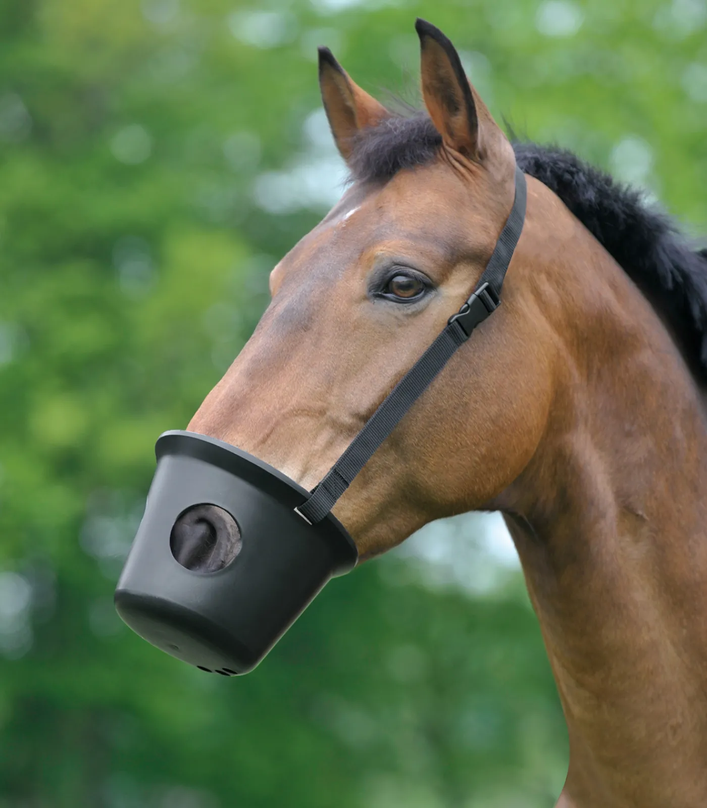 Waldhausen Weide|Fressbremsen & Kopperriemen>Maulkorb, Pony