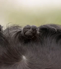 Waldhausen Turnieraccessoires & Pflege></noscript>Mähnen Einflecht Set