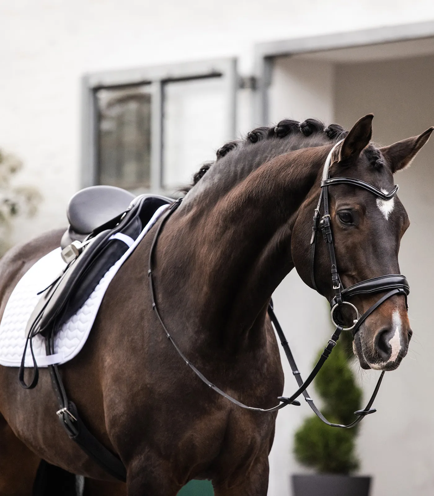 Waldhausen Schabracken>Schabracke Classic