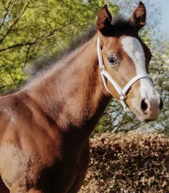 STAR Fohlen|Pony & Shetty><noscript><img width=